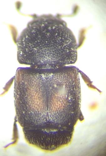 Carpophilus zeaphilus